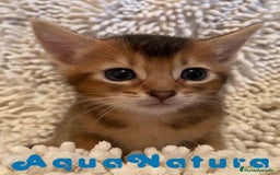 Abisinio gatos en venta: Abisinio Macho de Santa 1835 - AQUANATURA en Barcelona - Imagen 2
