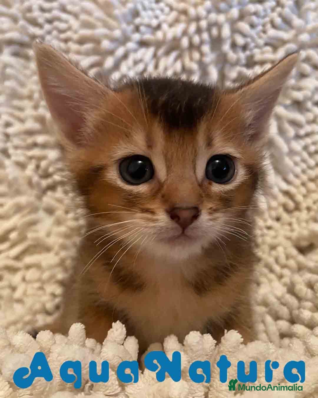 Abisinio gatos en venta: Abisinio Macho de Santa 1835 - AQUANATURA en Barcelona - Imagen 2