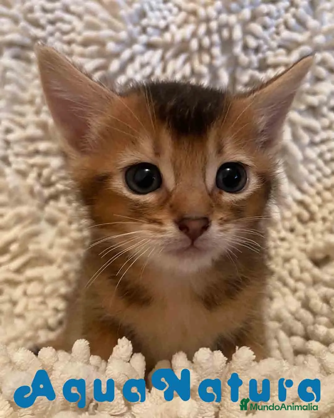 Abisinio gatos en venta: Abisinio Macho de Santa 1835 - AQUANATURA en Barcelona - Anuncio 2