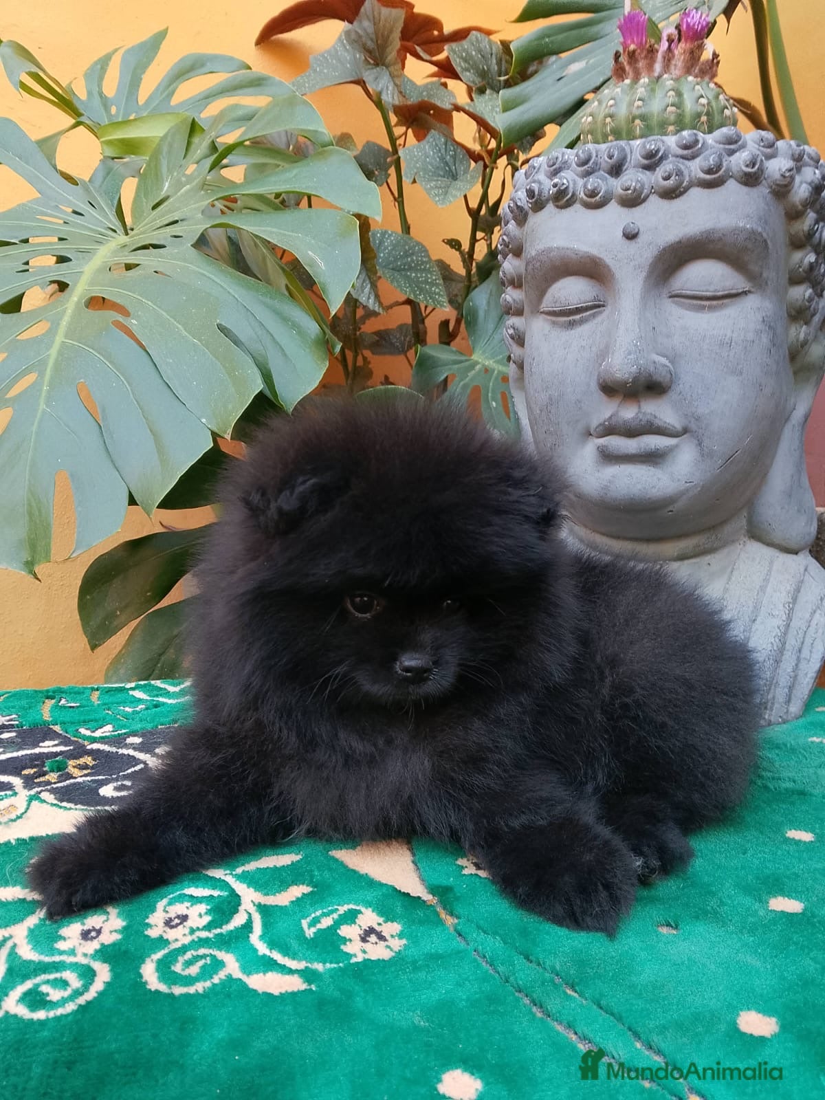 Pomerania perros Hembra pomerania negra 🐶🐾🩷 - Anuncio 1