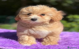 Maltipoo perros en venta: Maltipoo camada - Imagen 3