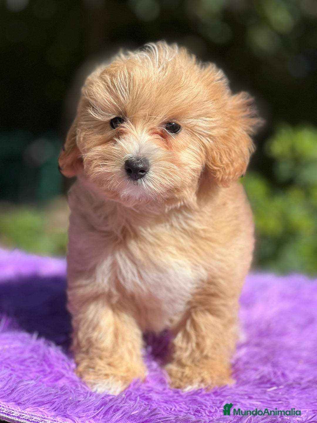 Maltipoo perros en venta: Maltipoo camada - Imagen 3