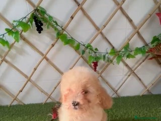 Caniche Enano perros - Anuncio 31