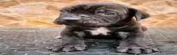 Cane Corso perros en venta: Cane corso - Anuncio 8