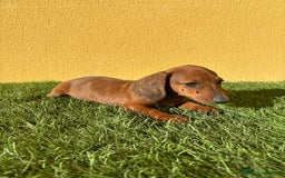 Teckel Miniatura perros en venta: Tekel miniatura merle chocolate solido - Imagen 8