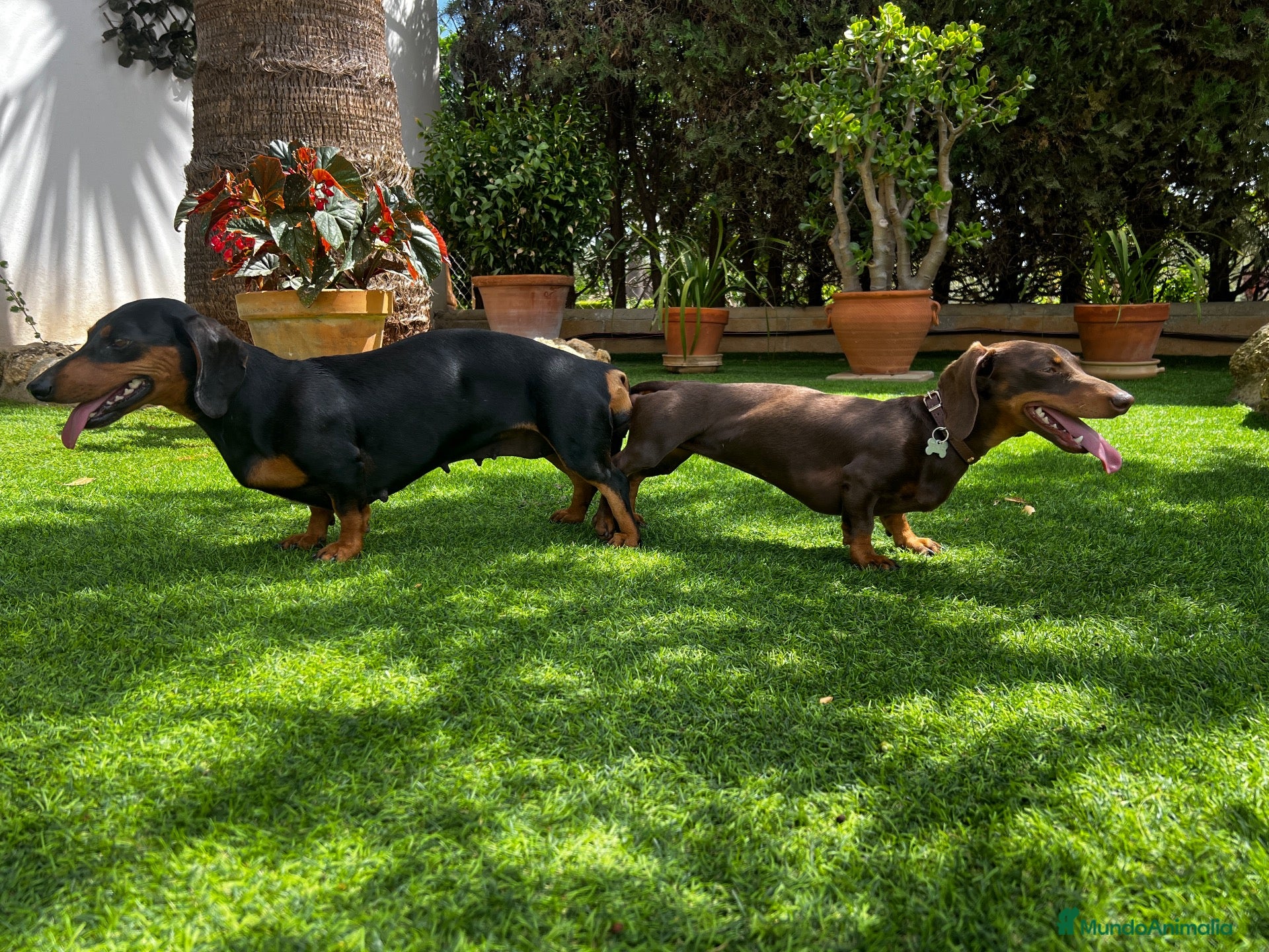 Teckel Miniatura perros Teckel hembra negra fuego  - Anuncio 1