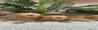 Labrador Retriever 2