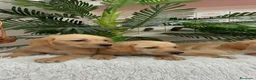 Labrador Retriever perros en venta: LABRADOR RETIREVER - Anuncio 7