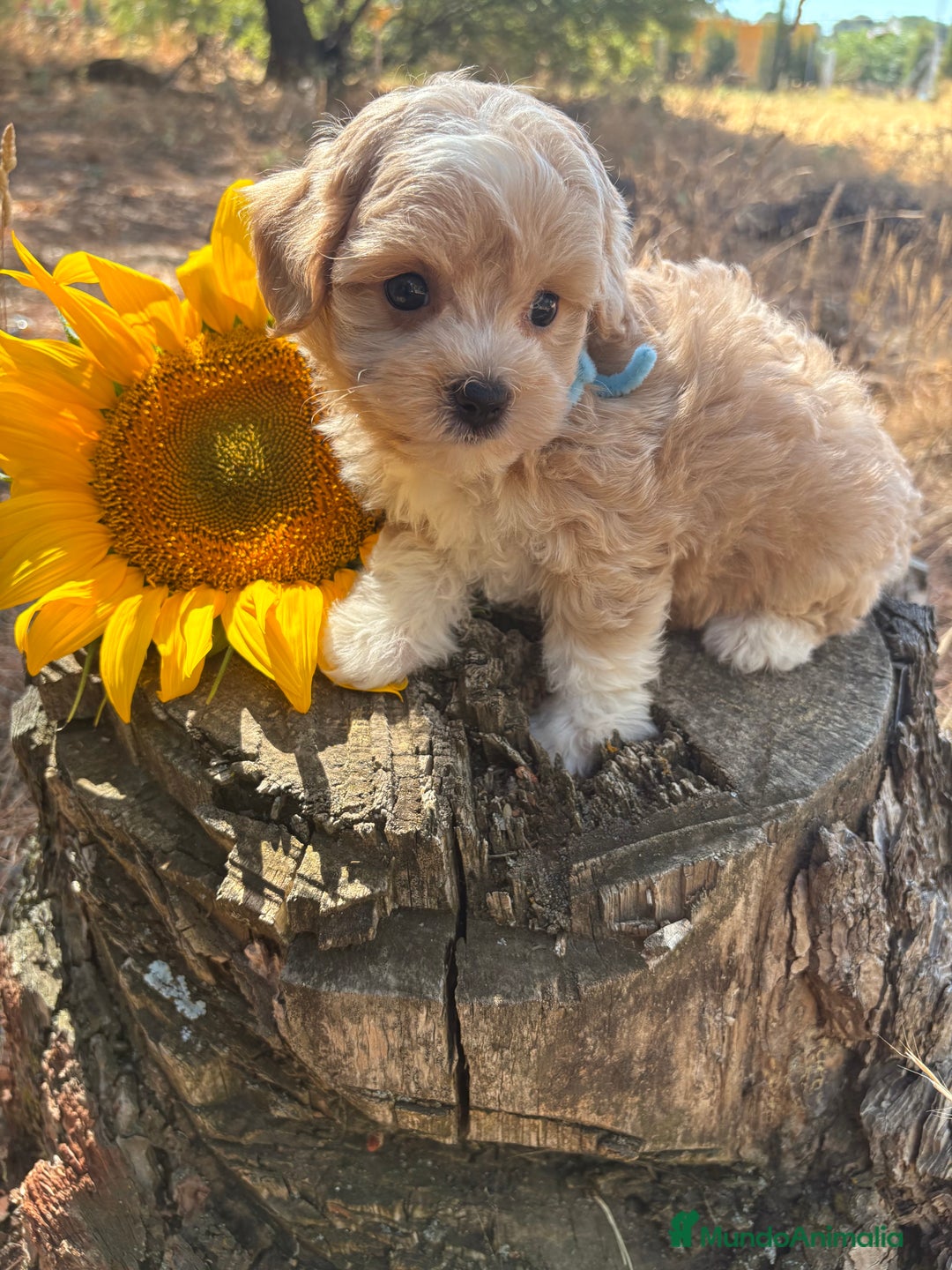 Maltipoo perros en venta: Maltipoo fotos actuales de los cachorros!! - Imagen 13