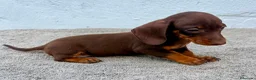 Teckel Miniatura perros en venta: Teckel chocolate kaninchen  - Anuncio 9