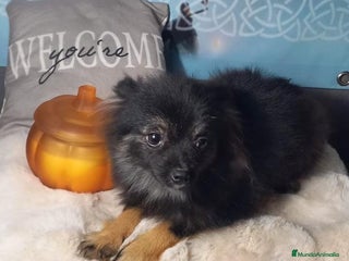 Pomerania perros - Anuncio 4