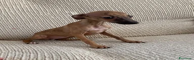 Pequeño Lebrel Italiano 2