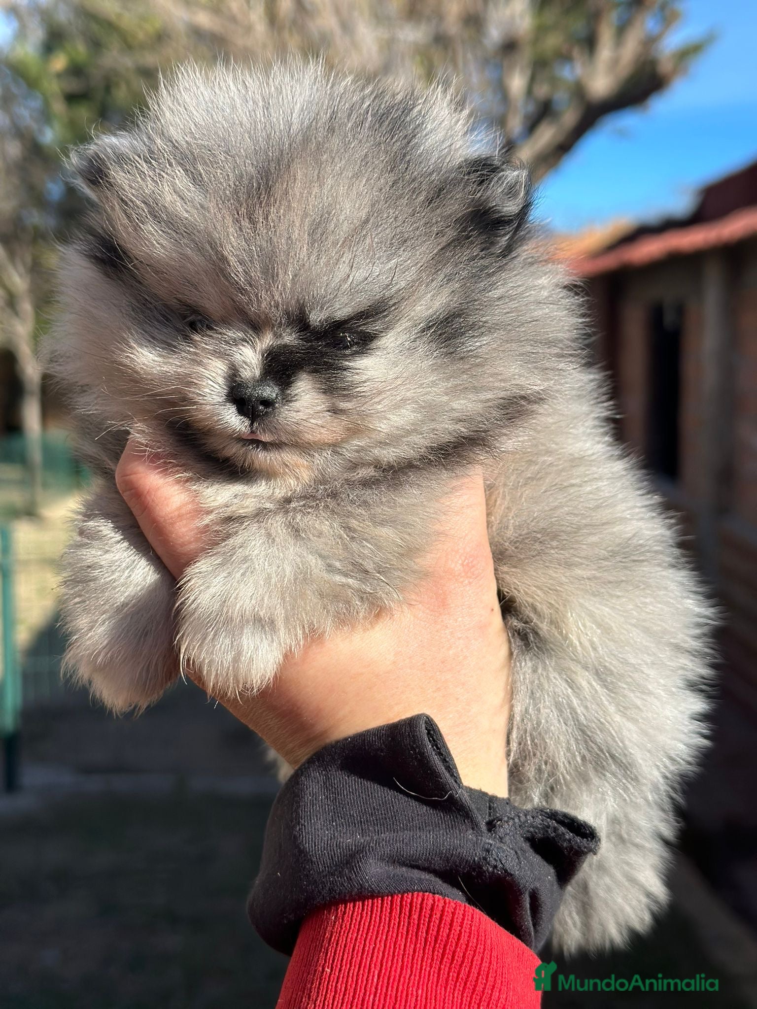 Pomerania perros Pomerania Minitoy cara oso Merle  - Anuncio 2