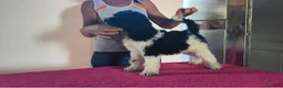 Caniche Gigante perros en venta: Caniches gigantes  - Anuncio 7