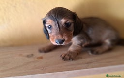 Teckel perros en venta: Teckel de pelo largo - Imagen 6