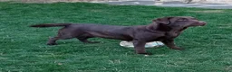 Labrador Retriever perros en venta: Labradores de Quercuscan - Anuncio 4