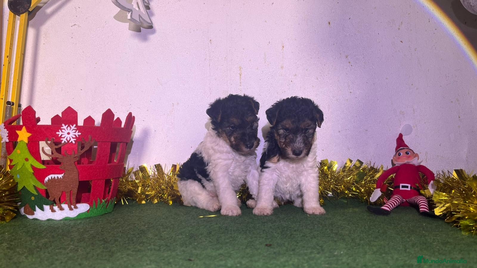 Fox Terrier de Pelo Duro perros Fox terrier  - Anuncio 1