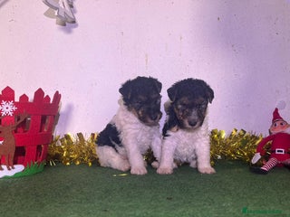 Fox Terrier de Pelo Duro perros Fox terrier - Anuncio 2