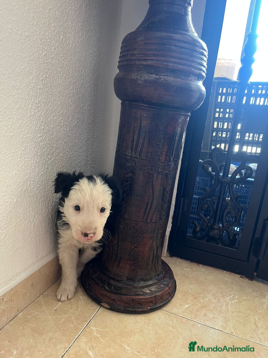 Border Collie perros en venta: BORDER COLLIE - Imagen 4