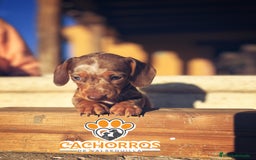 Teckel perros en venta: Teckel Arlequin chocolate - Imagen 6