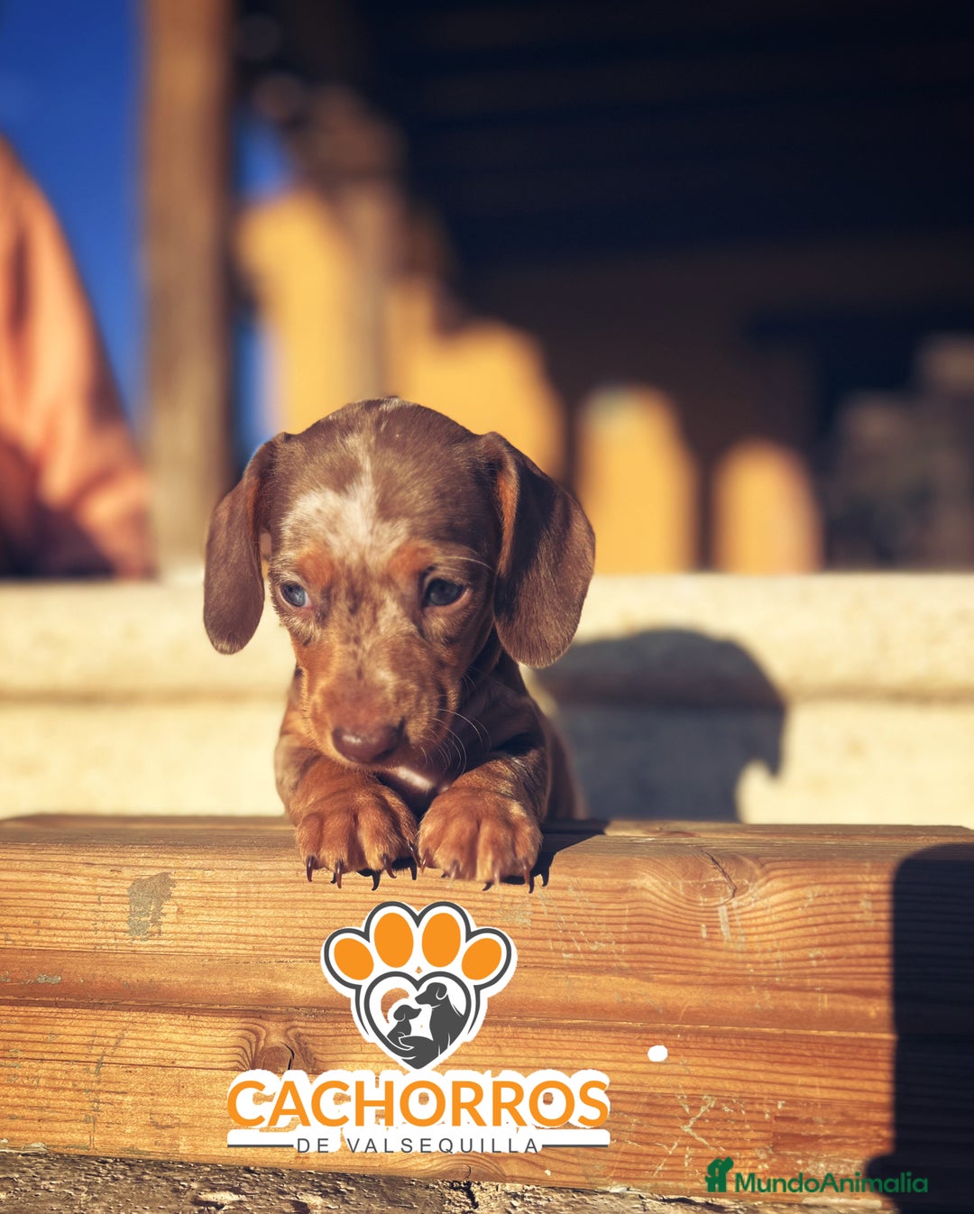 Teckel perros en venta: Teckel Arlequin chocolate - Imagen 6
