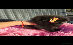 Pomerania perros en venta: Preciosa hembrita negra - Imagen 6