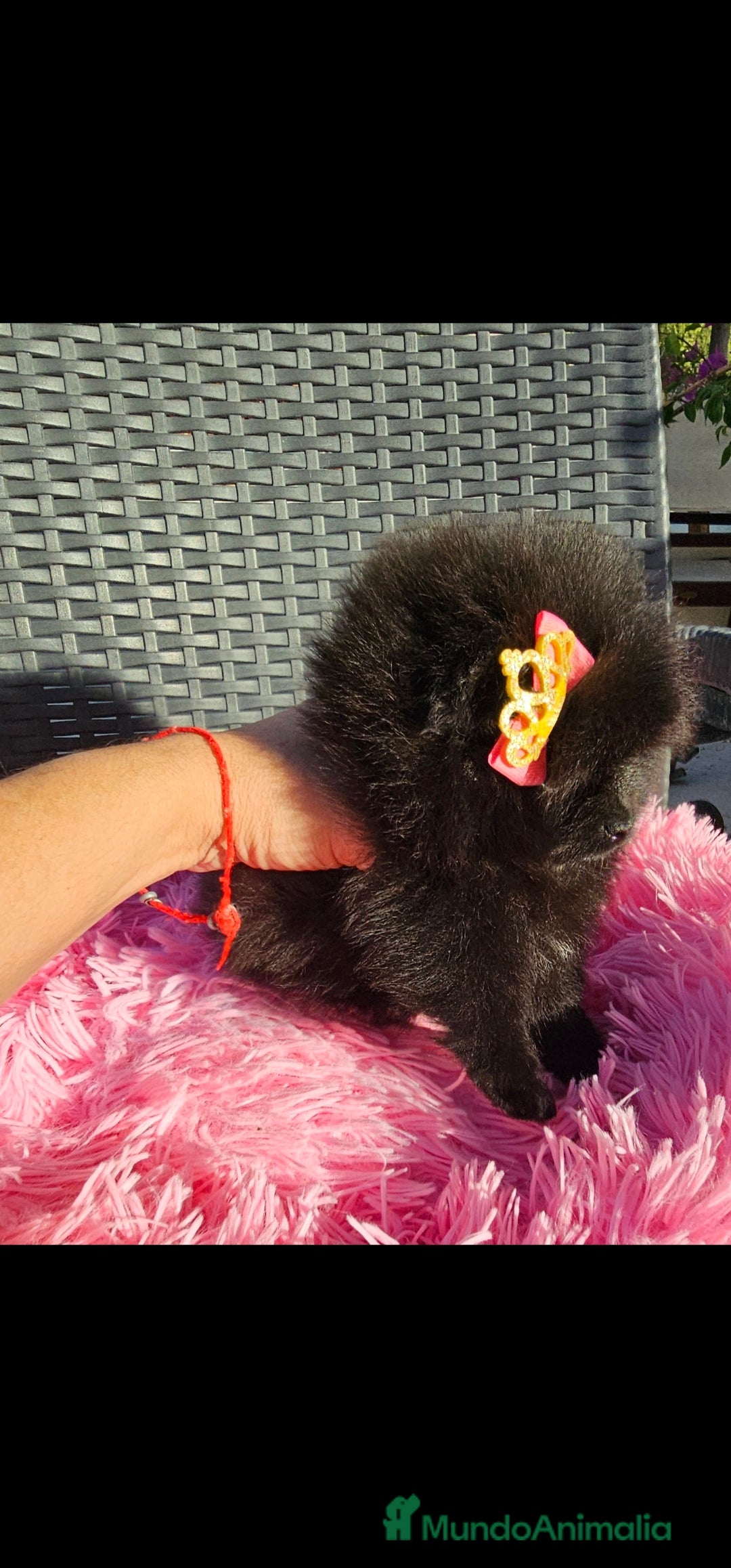 Pomerania perros en venta: Preciosa hembrita negra - Imagen 6