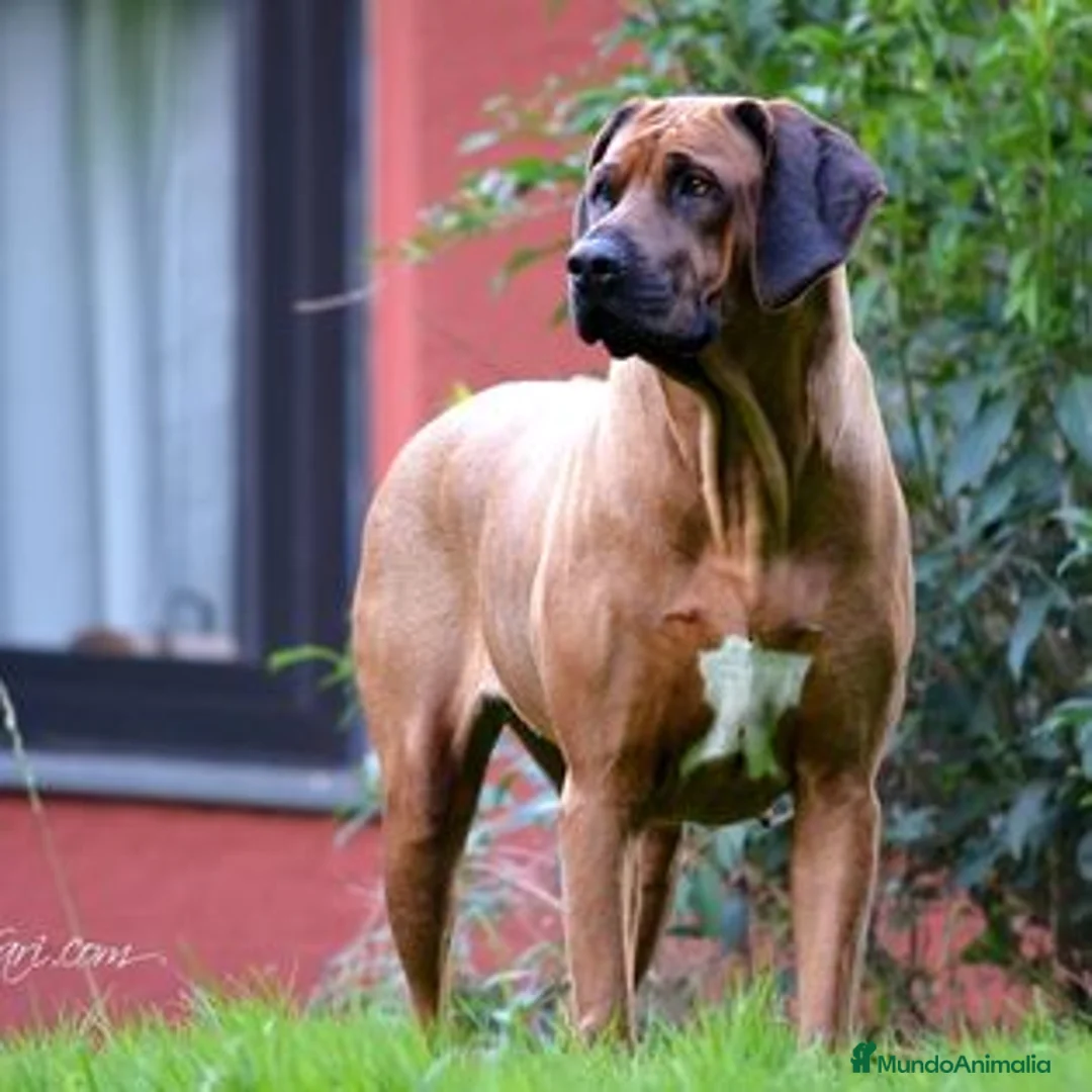 Imagen de galería {{count}}