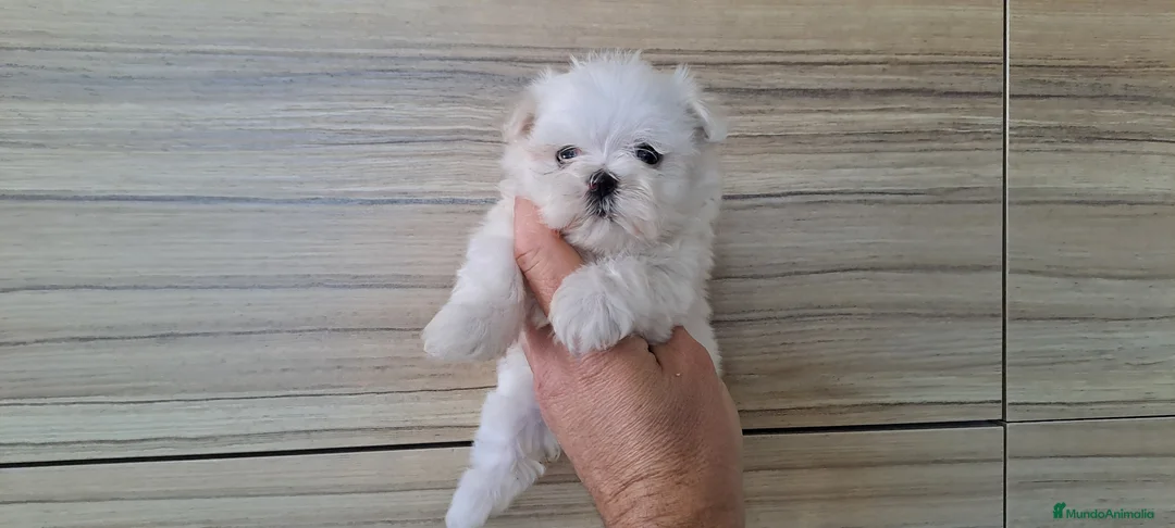 Bichón Maltés perros en venta: Bichon Maltes Micro Toy - Anuncio 2