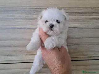 Bichón Maltés perros Bichon Maltes Micro Toy - Anuncio 34