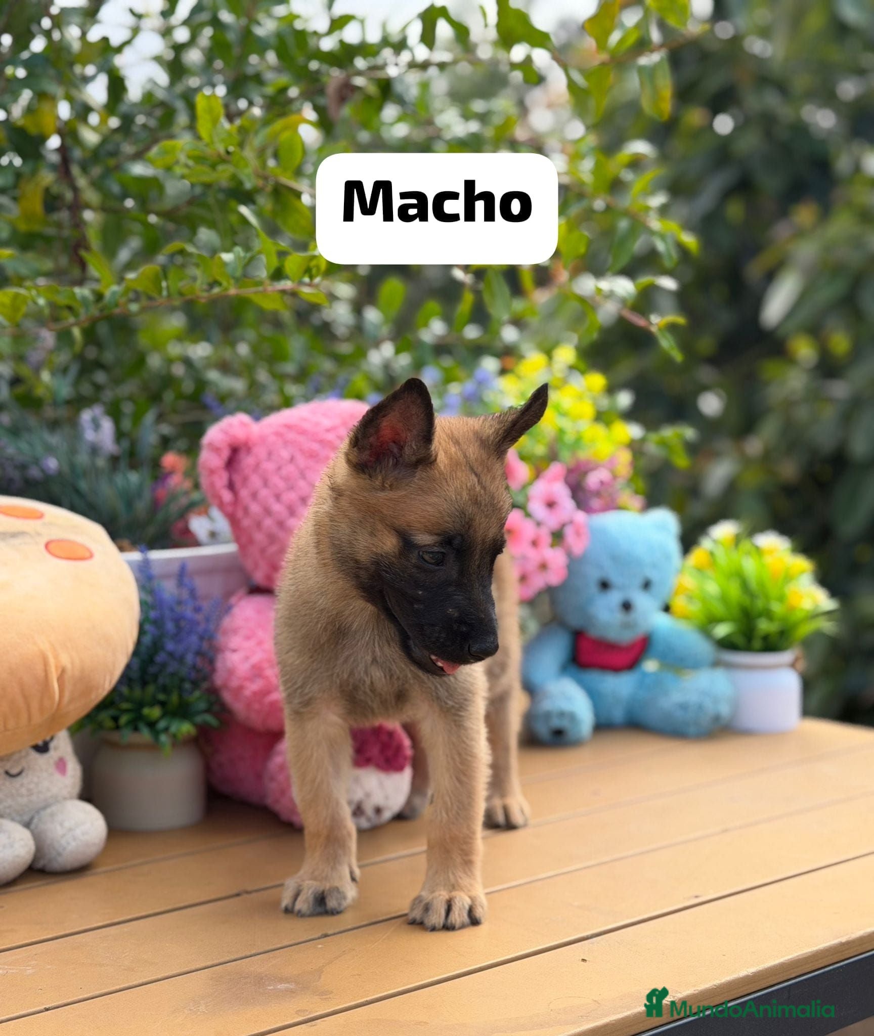 Pastor Belga Malinois perros Pastor belga malinois - Anuncio 1