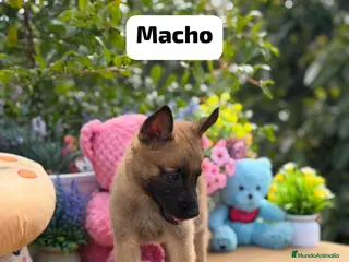 Pastor Belga Malinois perros Pastor belga malinois - Anuncio 1