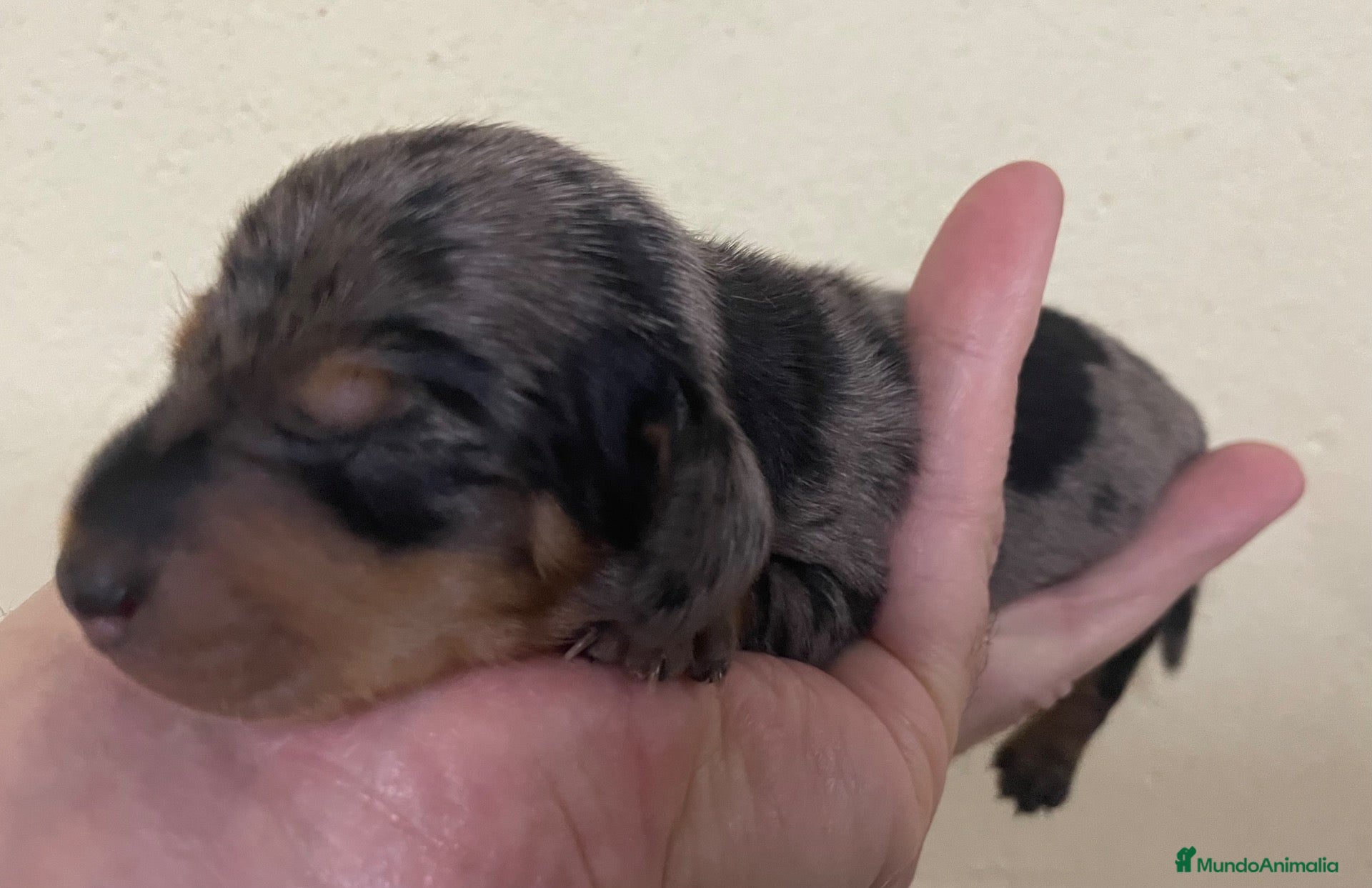 Teckel Miniatura perros en venta: Teckel Kaninchen  - Anuncio 1