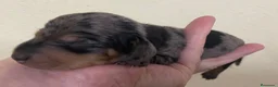 Teckel Miniatura perros en venta: Teckel Kaninchen  - Anuncio 1