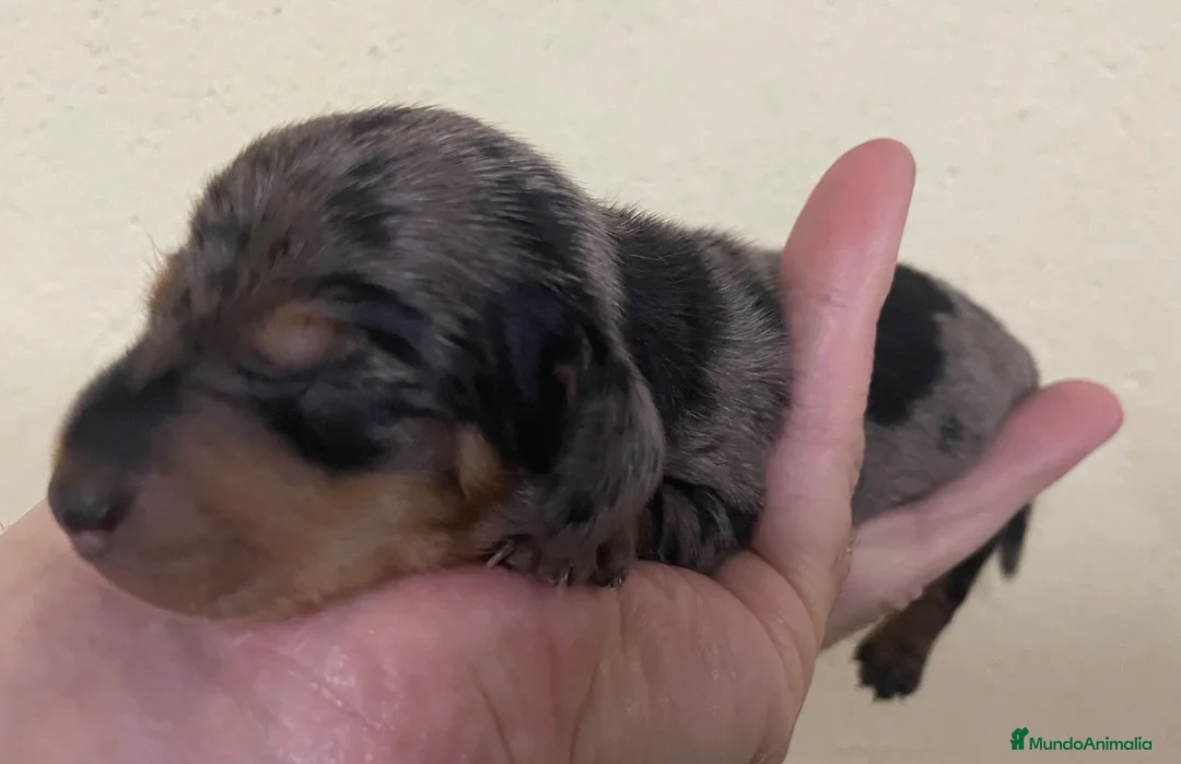 Teckel Miniatura perros en venta: Teckel Kaninchen  - Anuncio 1