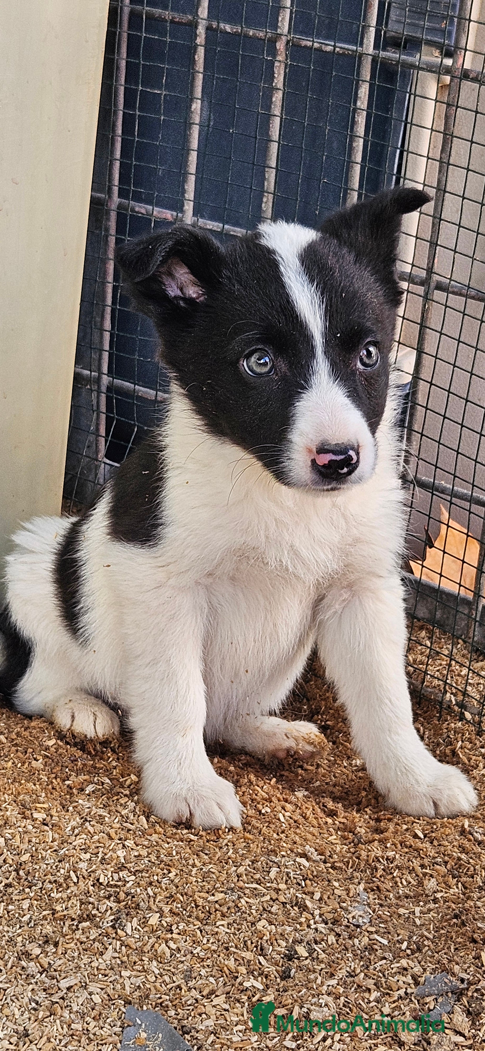 Border Collie perros Border collie  - Anuncio 22