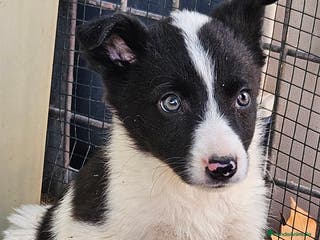 Border Collie perros Border collie - Anuncio 17