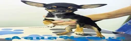 Chihuahua perros en venta: Chihuahua Hembra 1921 AQUANATURA - Anuncio 2