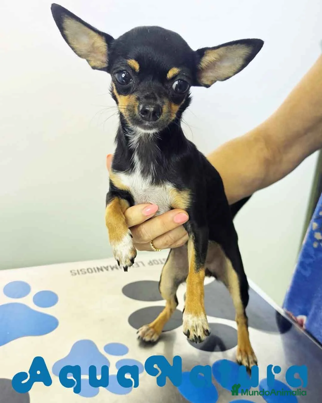 Chihuahua perros en venta: Chihuahua Hembra 1921 AQUANATURA - Anuncio 2
