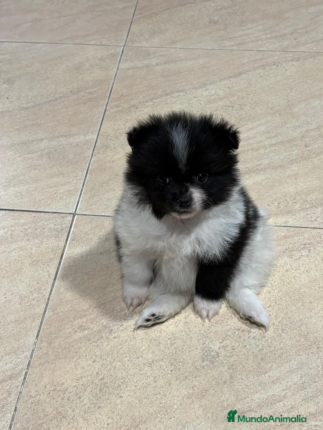 Pomerania perros en venta: Lulu Pomerania toy Party se llama Pinto - Anuncio 14