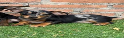 Pinscher Miniatura perros en venta: Mini pincher Exoticos  - Anuncio 6