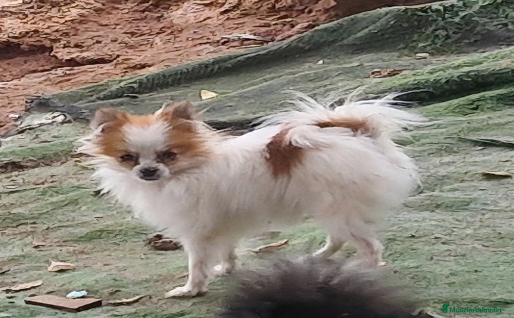 Pomerania perros - Anuncio 2