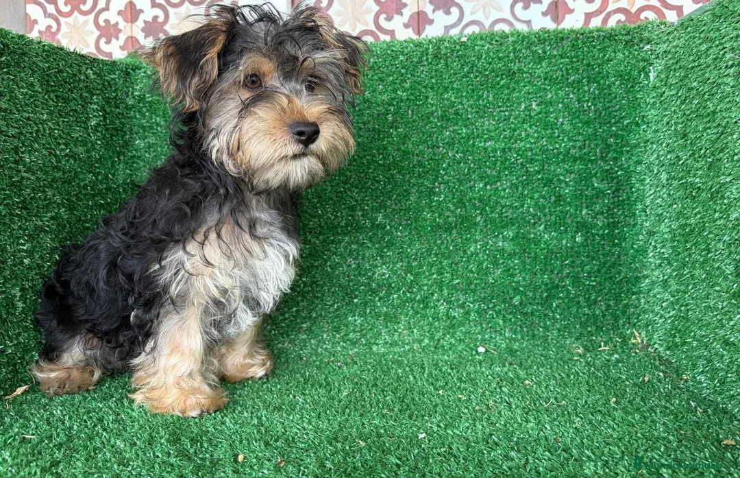 Yorkshire Terrier perros en venta: yorkshire terrier - Anuncio 9