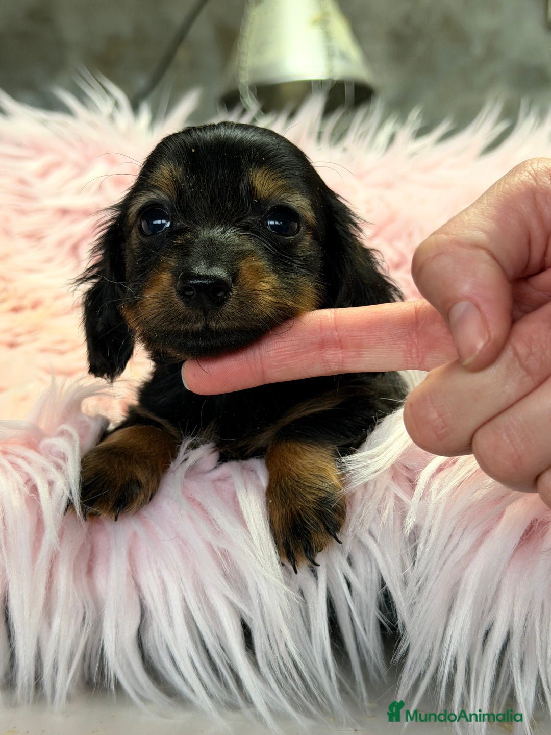 Teckel Miniatura perros en venta: Teckel Kaninchen  - Anuncio 5