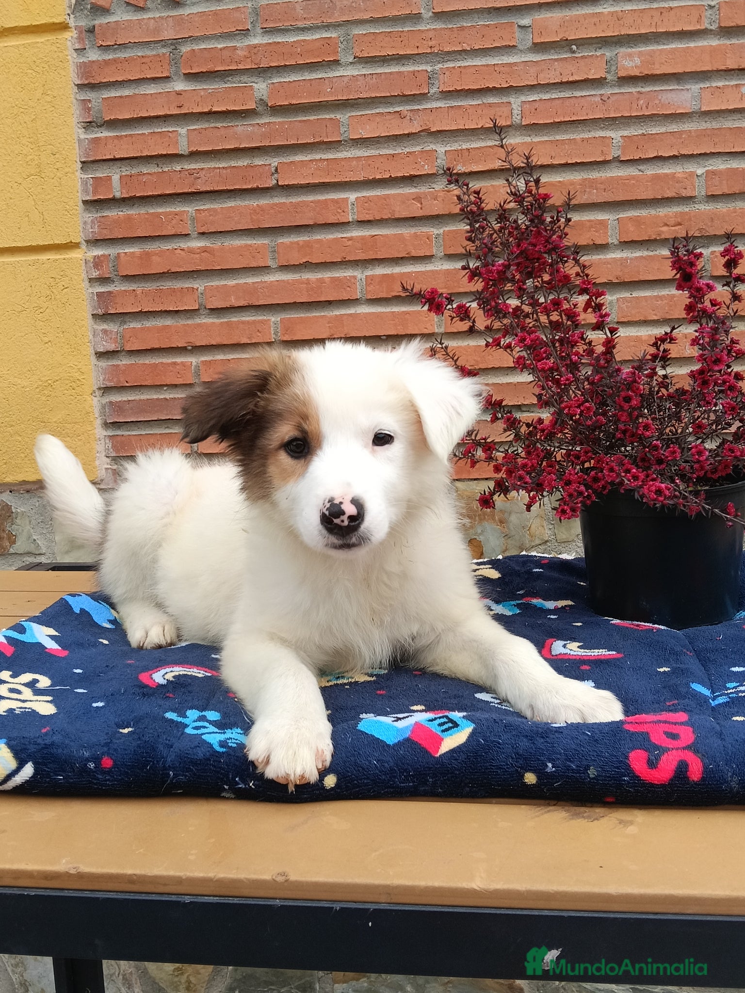 Border Collie perros Border collie - Anuncio 21