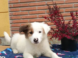 Border Collie perros Border collie - Anuncio 21