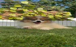 Pomerania perros en venta: POMERANIA MACHO ENVIO A TODA ESPAÑA - Imagen 8