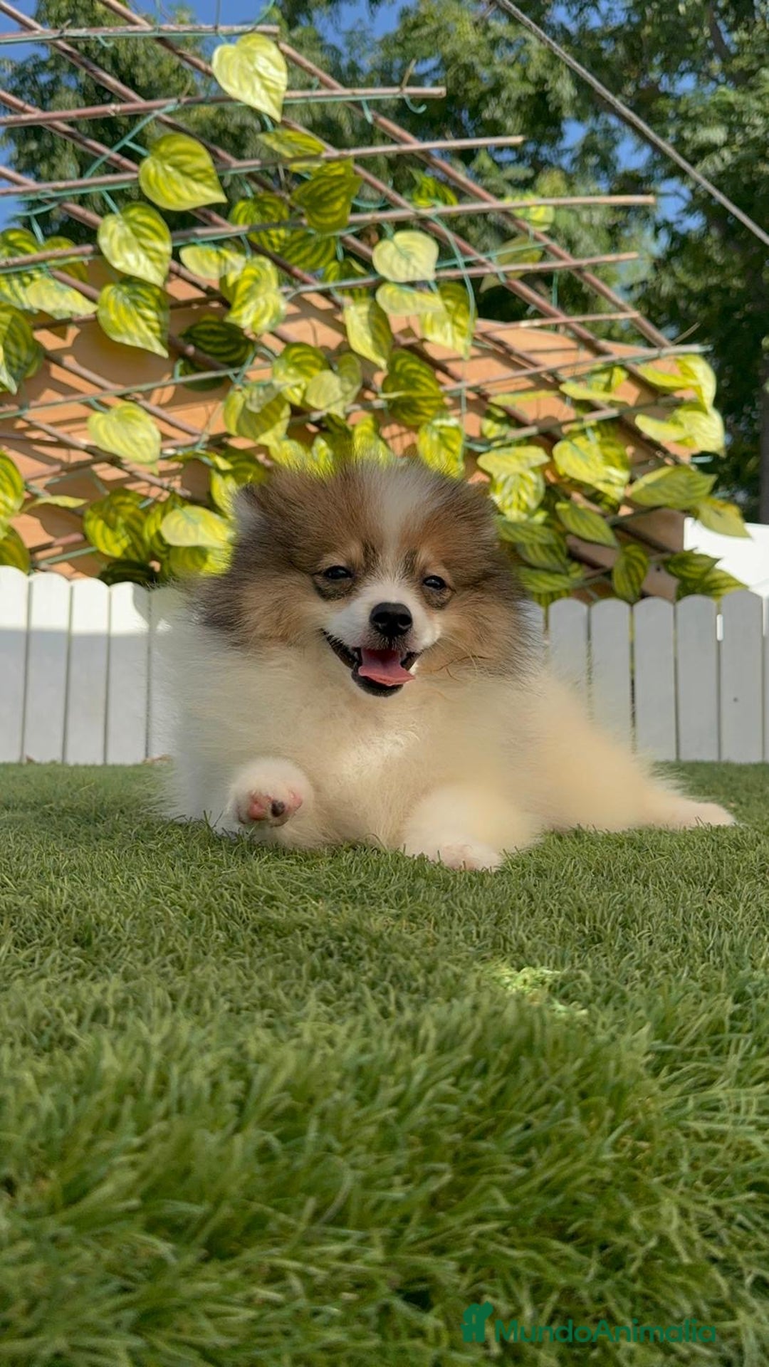 Pomerania perros en venta: POMERANIA MACHO ENVIO A TODA ESPAÑA - Imagen 8