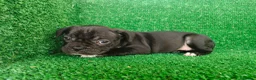 Bulldog Francés perros en venta: Bulldog francés  - Anuncio 16
