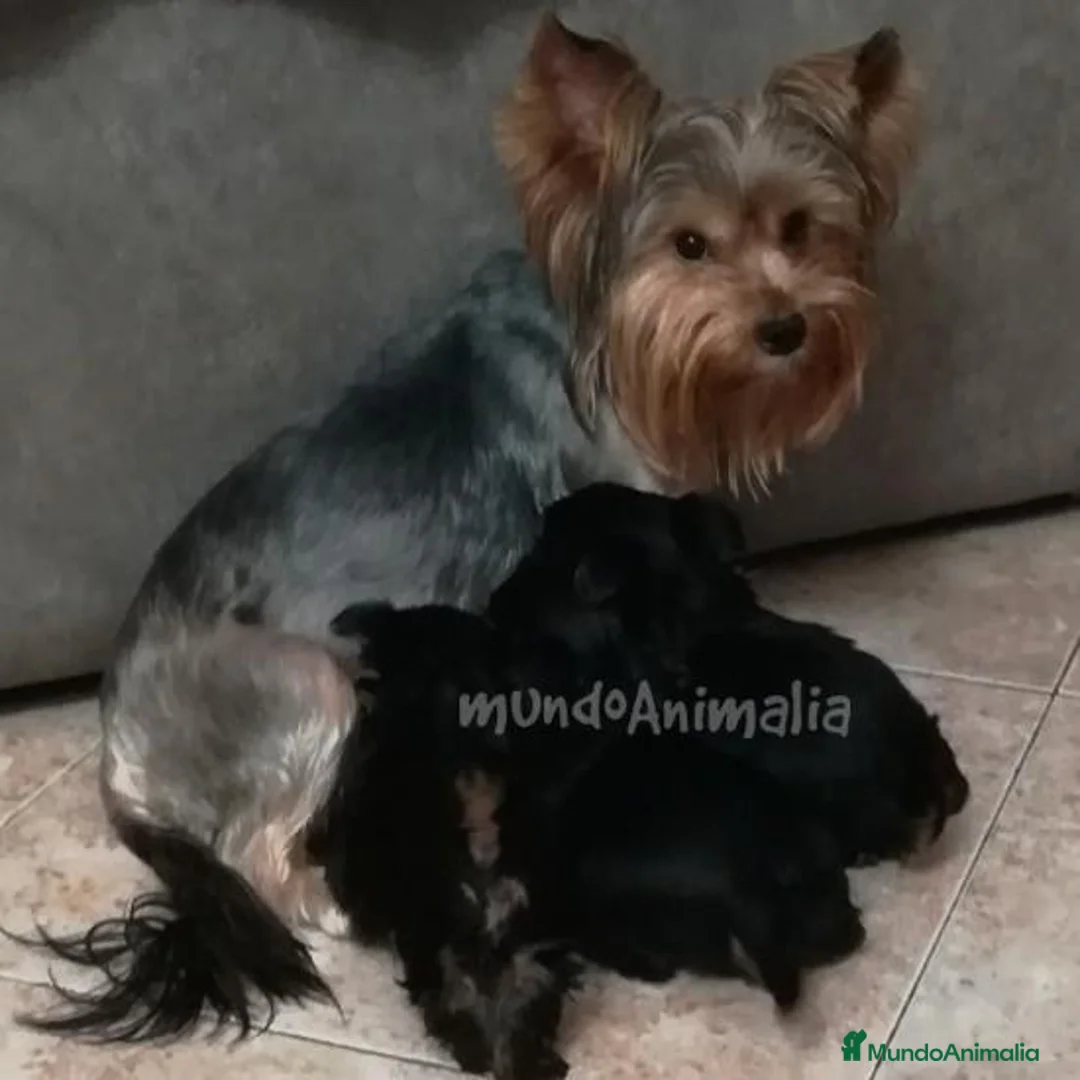 Imagen de galería {{count}}